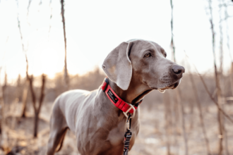 ошейник для собак