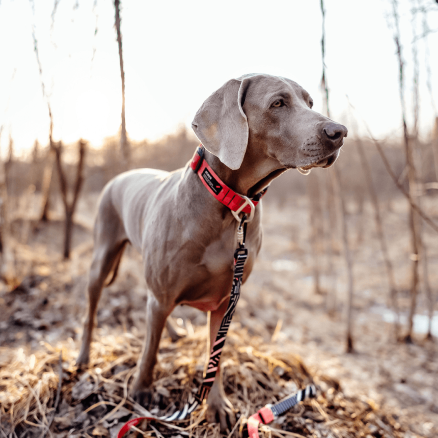ошейник для собак