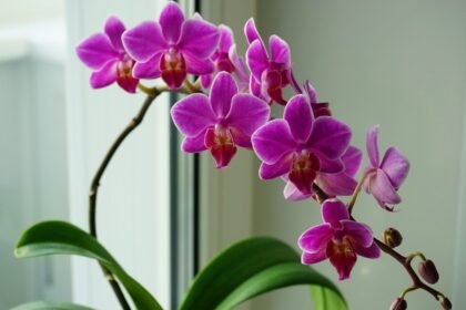 орхидеи